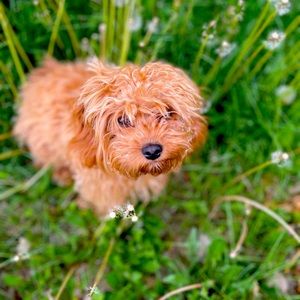 Meet your Posher, Char